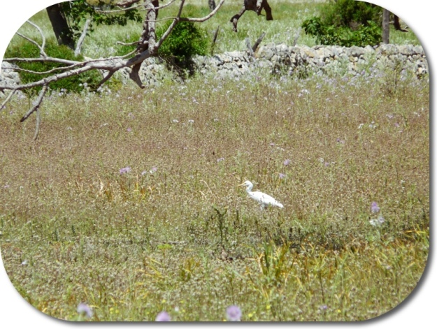 An egret (I think) in the meadow